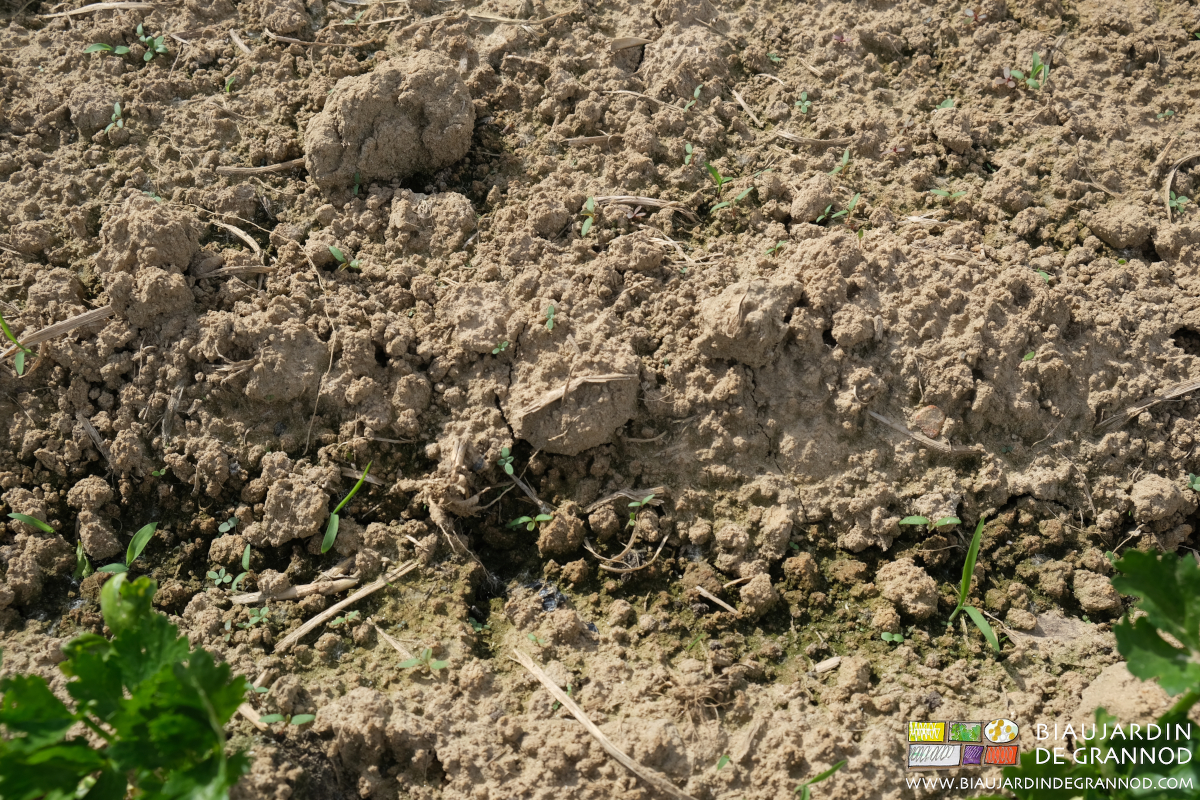 photo de plantules de panic et autres adventices en cours de levée dans le rang de céleri