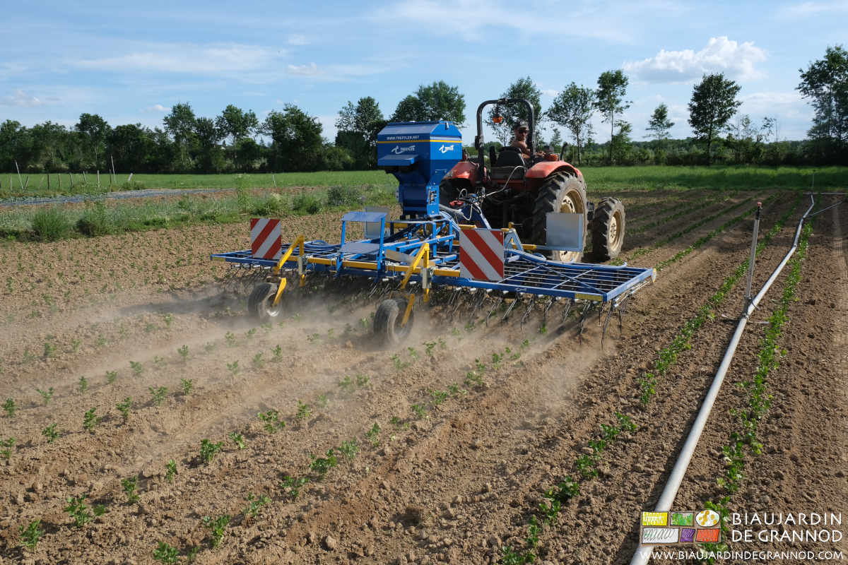 photo de hersage simultané sur 3 planches avec l'étrille de précision