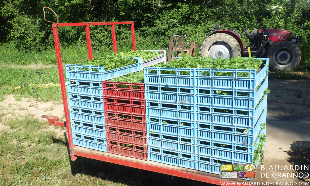 photo des piles de caisses de plants de céleri rangées sur la petite remorque près des planches à repiquer