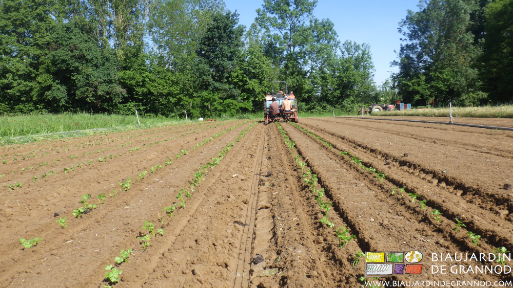 photo depuis le bout des planches de la plantation en cours