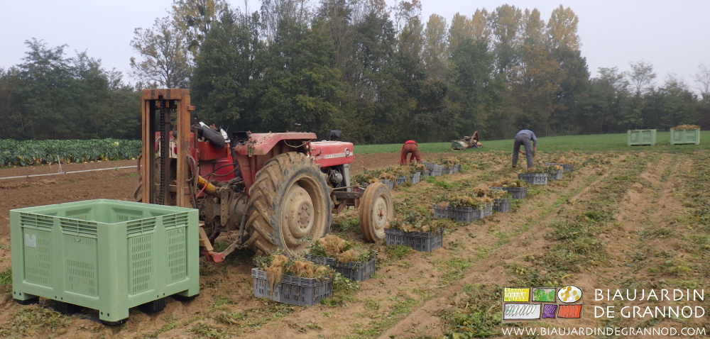 photo de reprise manuelle des céleri en caisses à verser en palox porté par le mât du tracteur