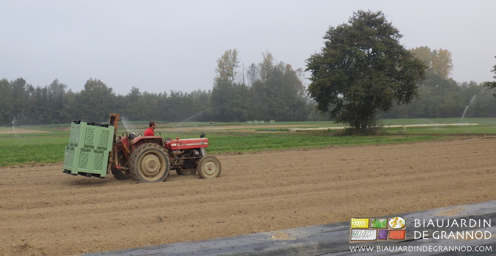 photo de l'approvisionnement des palox avec le vieux tracteur et son mât lève palette