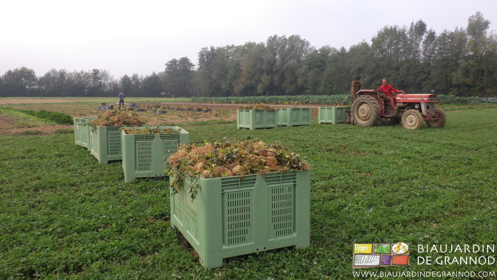photo des palox remplis stockés au champ pendant la récolte