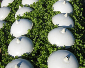 photo de chicorée couverte de cloche pour son blanchiment