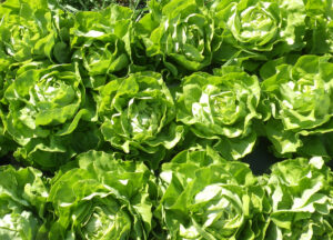 photo de laitue beurre au champ au stade récolte