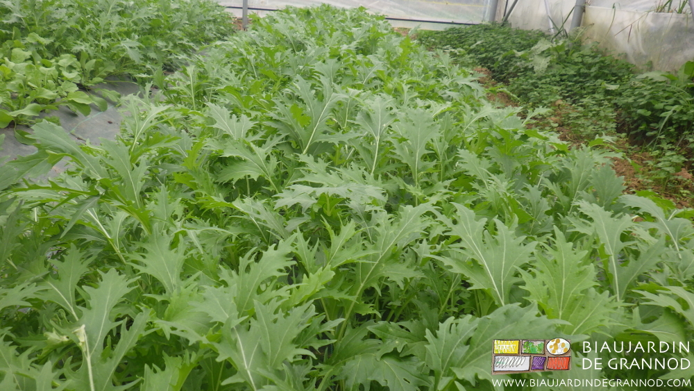photo de mizuna vert au stade récolte de ses feuilles dentelées