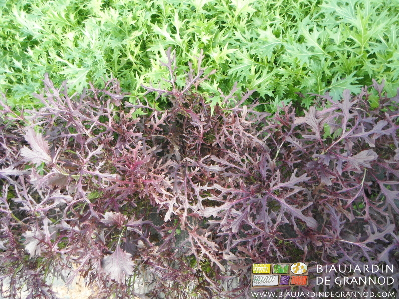 photo de mizuna vert et de rouge
