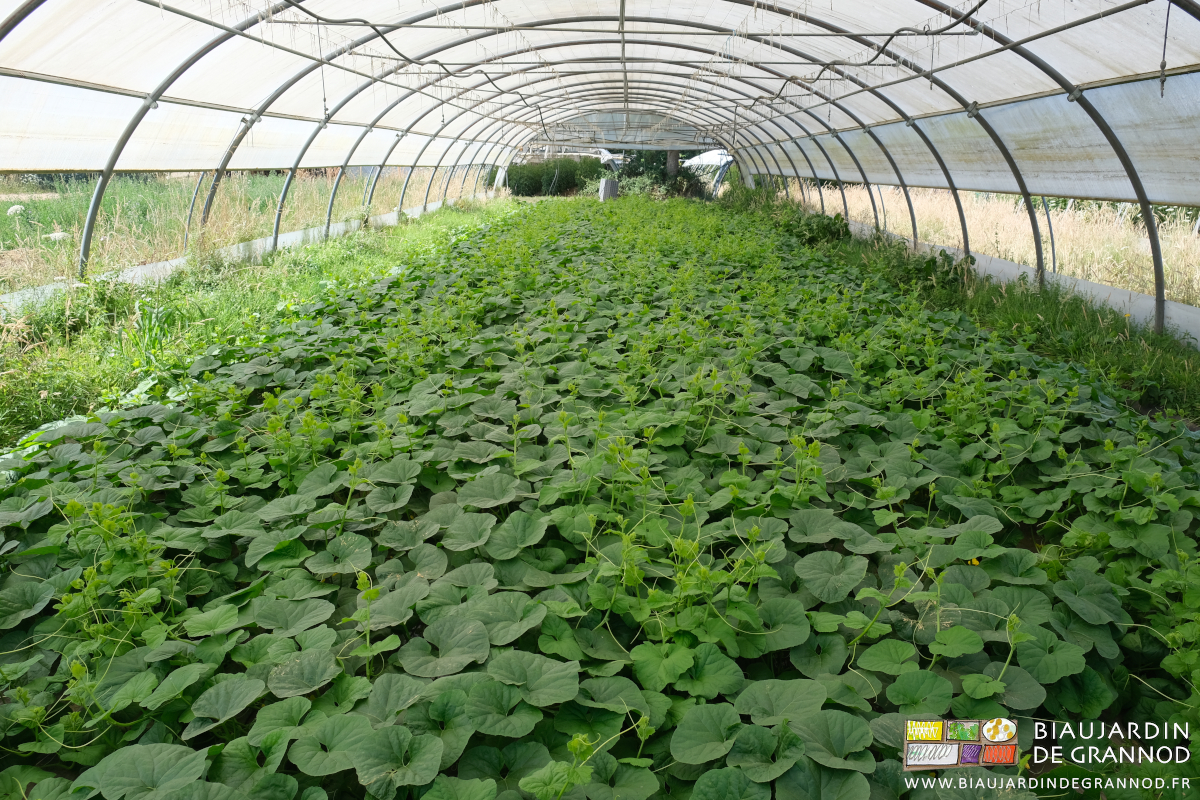 photo du tunnel entièrement couvert pas la végétation du melon
