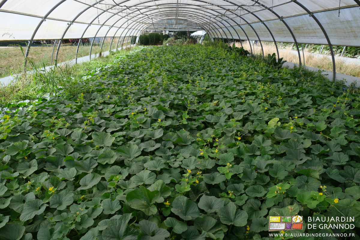 photo d'un tunnel au sol complètement couvert de végétation de melon