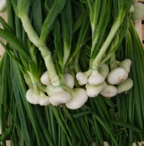 photo de bottes d'oignon blanc posées sur cagette bois