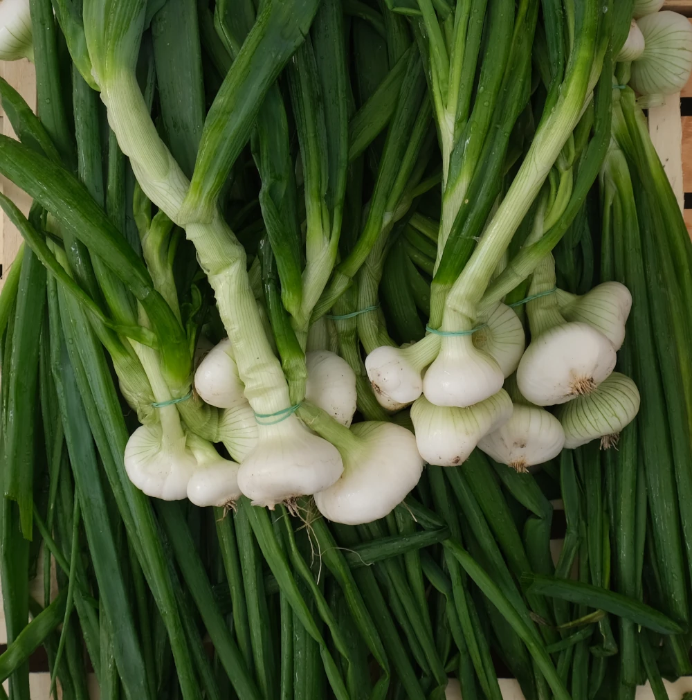 photo de bottes d'oignon blanc posées sur cagette bois