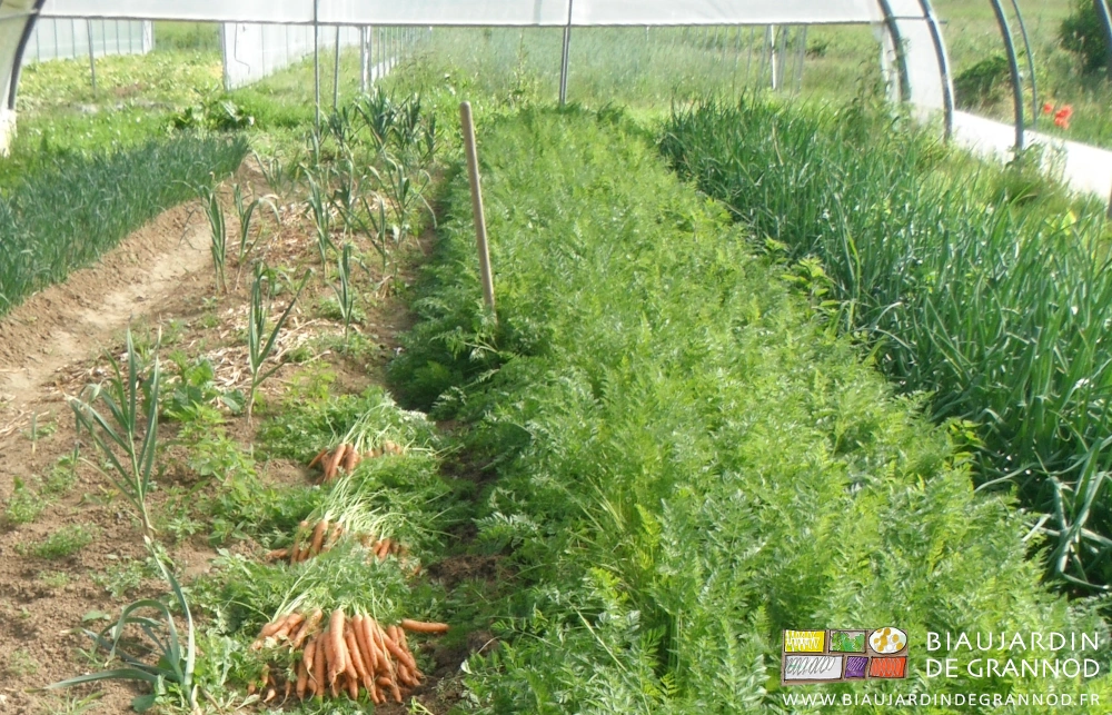 photo de la bêche plantée dans la planche de crotte en cours de bottelage