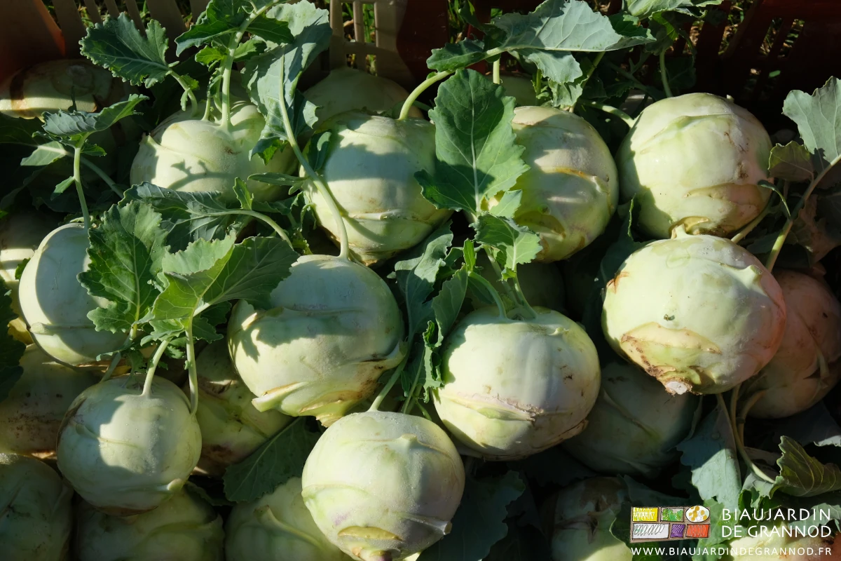 photo de chou rave blanc prêt à la vente