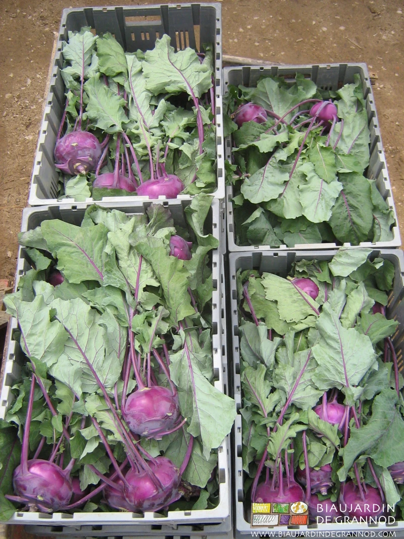 photo de chou rave violet en cagette