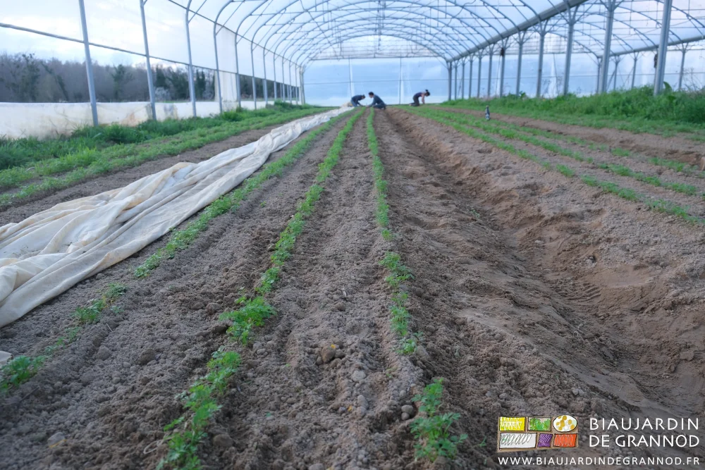 photo en alignement des rangs de carotte en cours de désherbage manuel par 3 Biaux Jardiniers