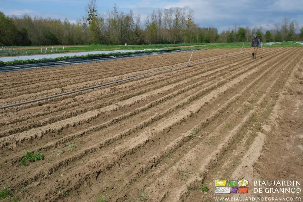 photo de Matthieu longeant les rangs de pomme de terre