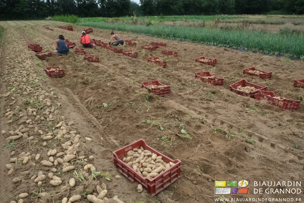 photo de 3 Biaux jardinières à genoux sur la terre mettant les pommes de terre en cagettes