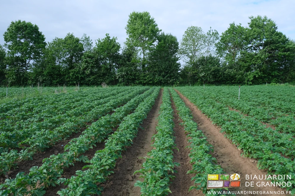 photo d'un carré de pomme de terre sur fond de haie bocagère