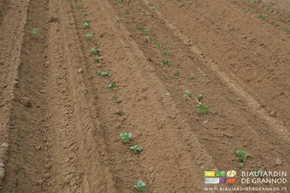 photo de pomme de terre hautes de 3 ou 4 cm après travail de herse étrille