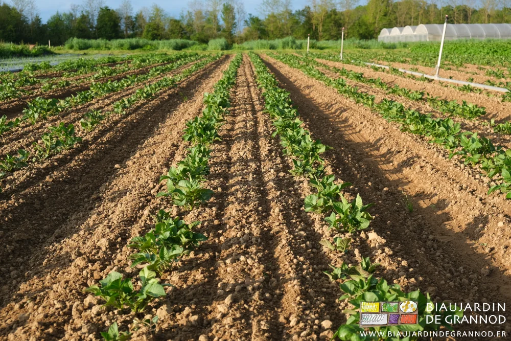 photo sous grand soleil de pomme de terre étrillée après mini-buttage