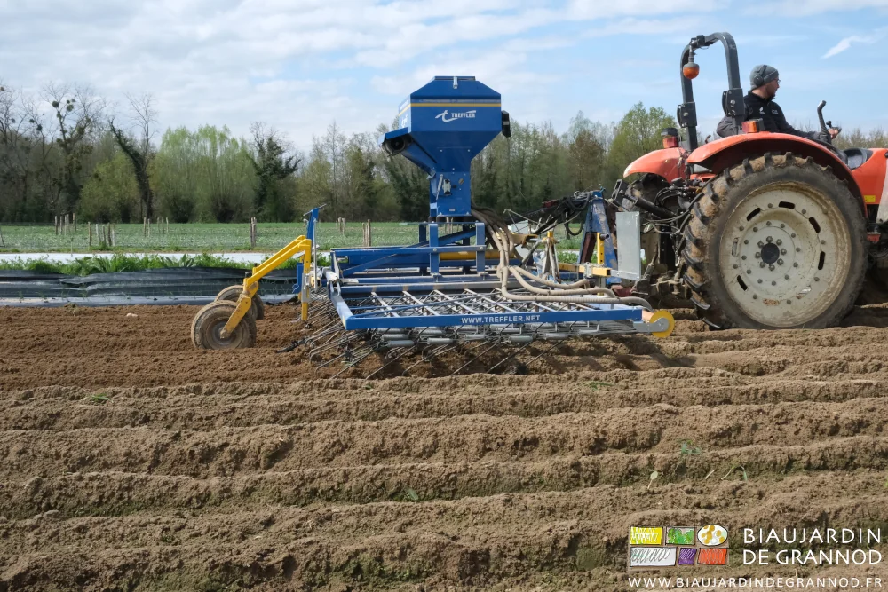 photo de coté les dents souples de l'étrille travaillent délicatement tout la surface : rangs, entre-rangs- et allées