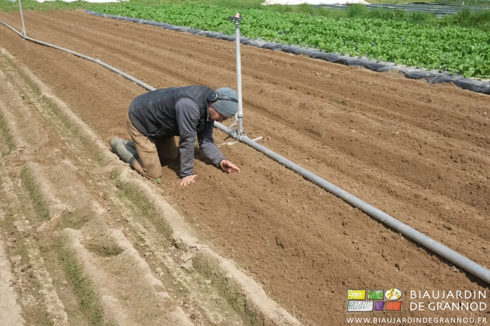 photo de Matthieu à genoux pour trouver en grattant des plants de pomme de terre