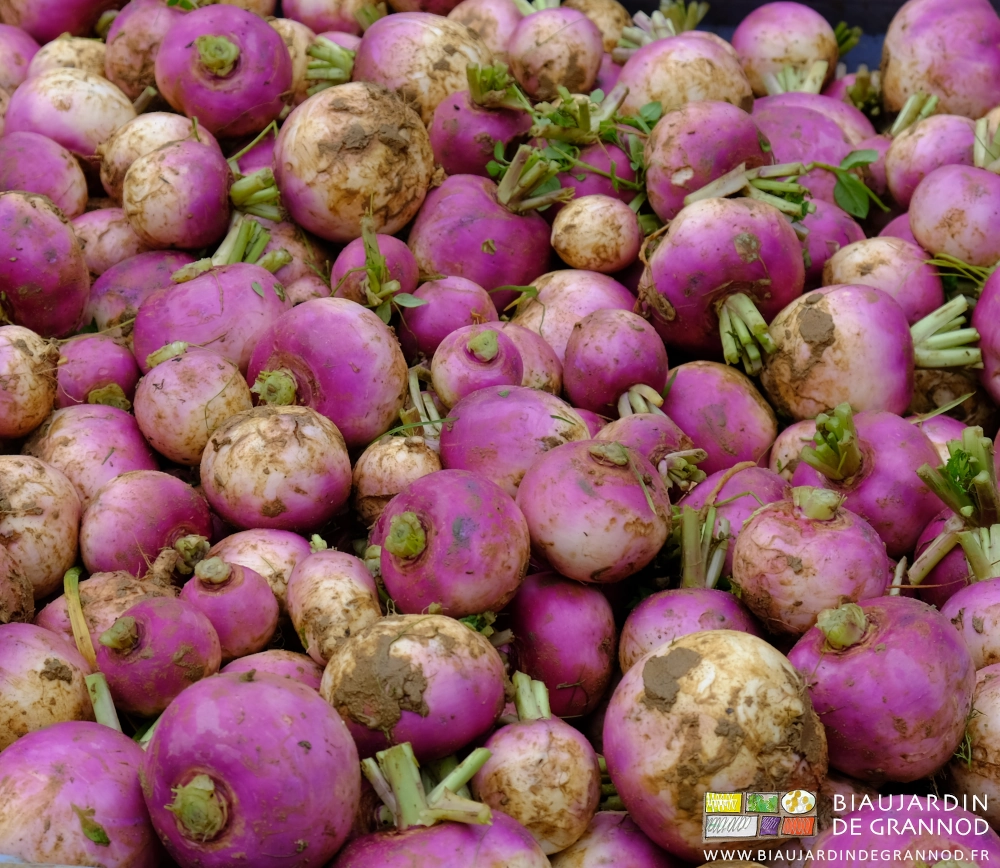 photo de navets violet juste récoltés à l'automne