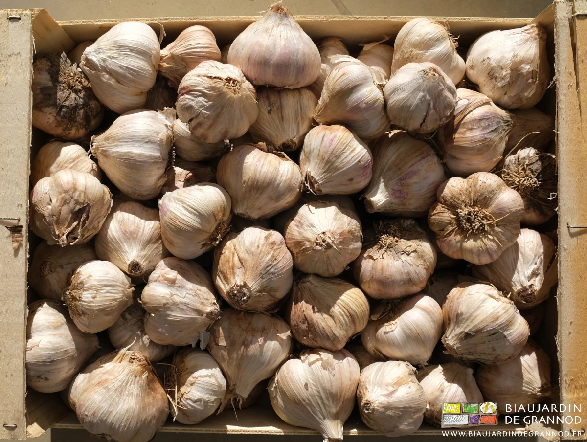 photo d'ail sec nettoyé prêt à la vente présenté en cagette bois