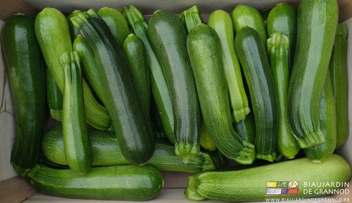 photo de courgette rangées en cagette bois