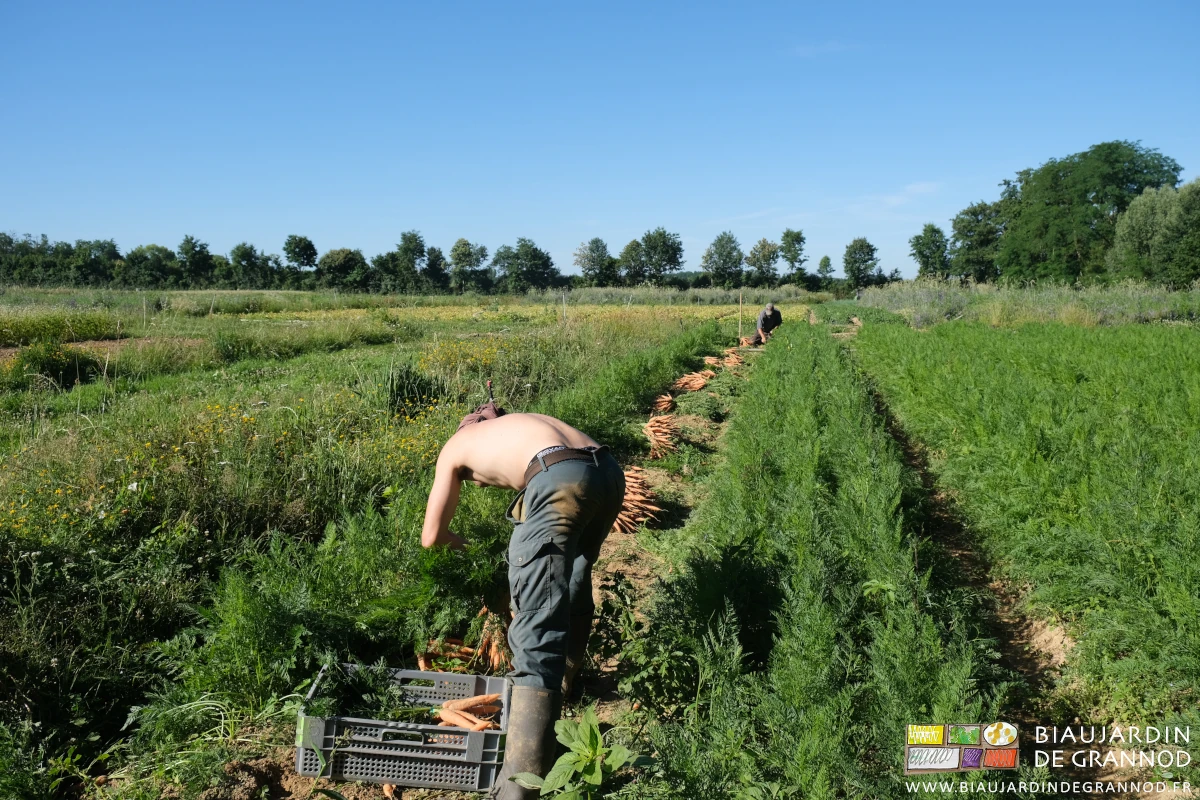 photo de mise en cagette des bottes de carottes faites et groupées en tas de même nombre