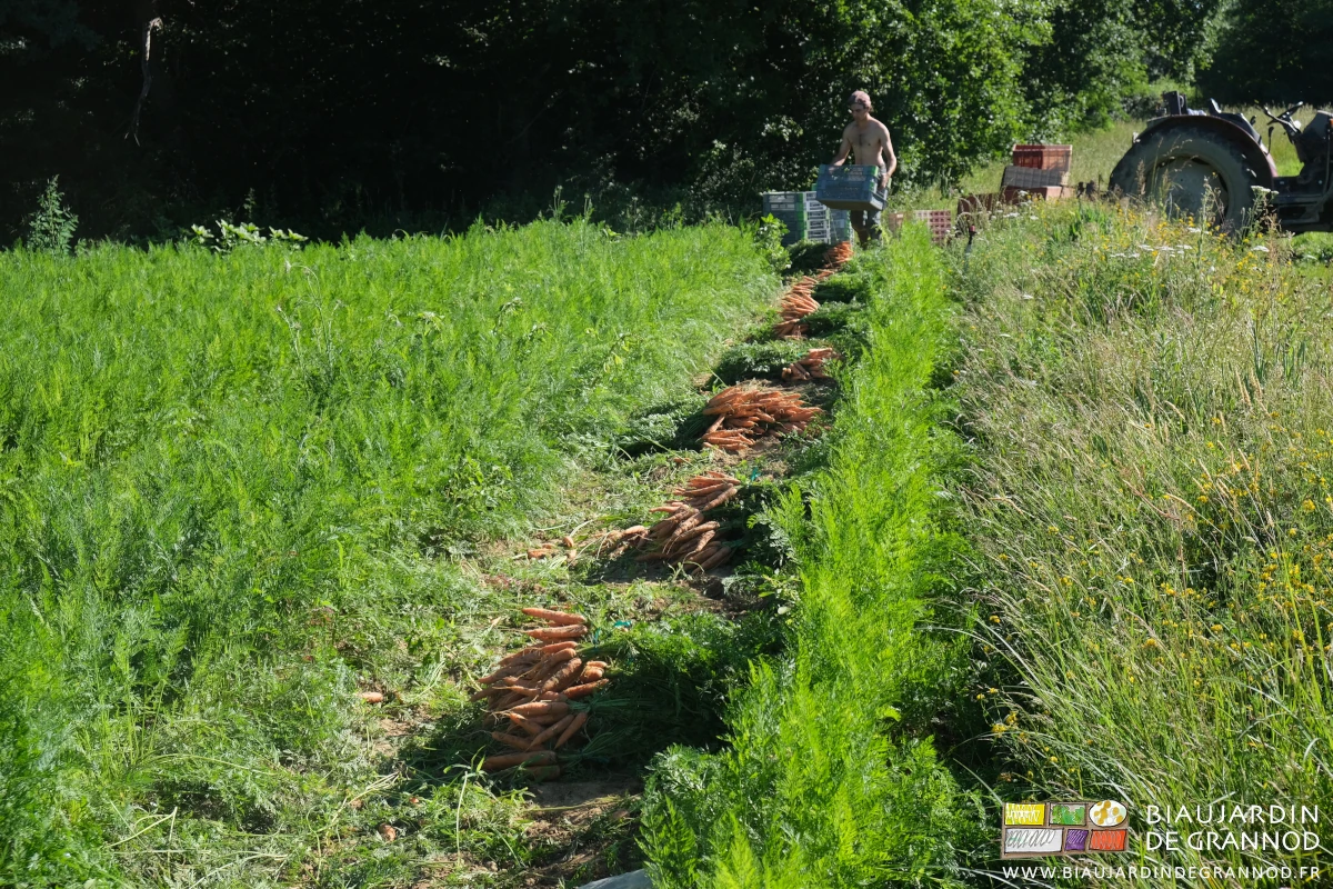 photo de carotte botte de plein champ en cours de récolte