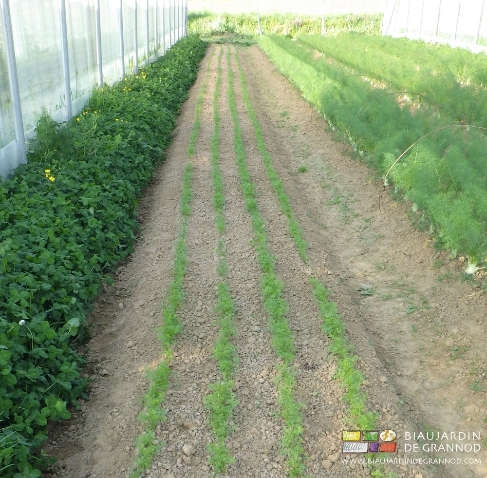 Photo d’une planche de carotte botte en développement sous tunnel à côté d’une bande fleurie