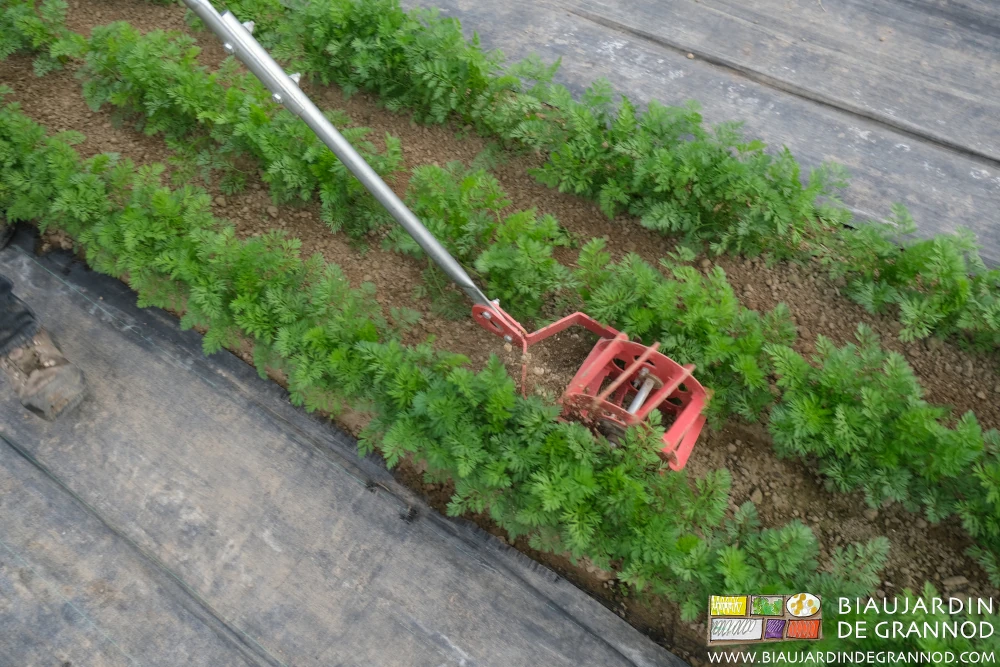 Photo de la roue sarcleuse entre carottes, un très bon outil de binage manuel