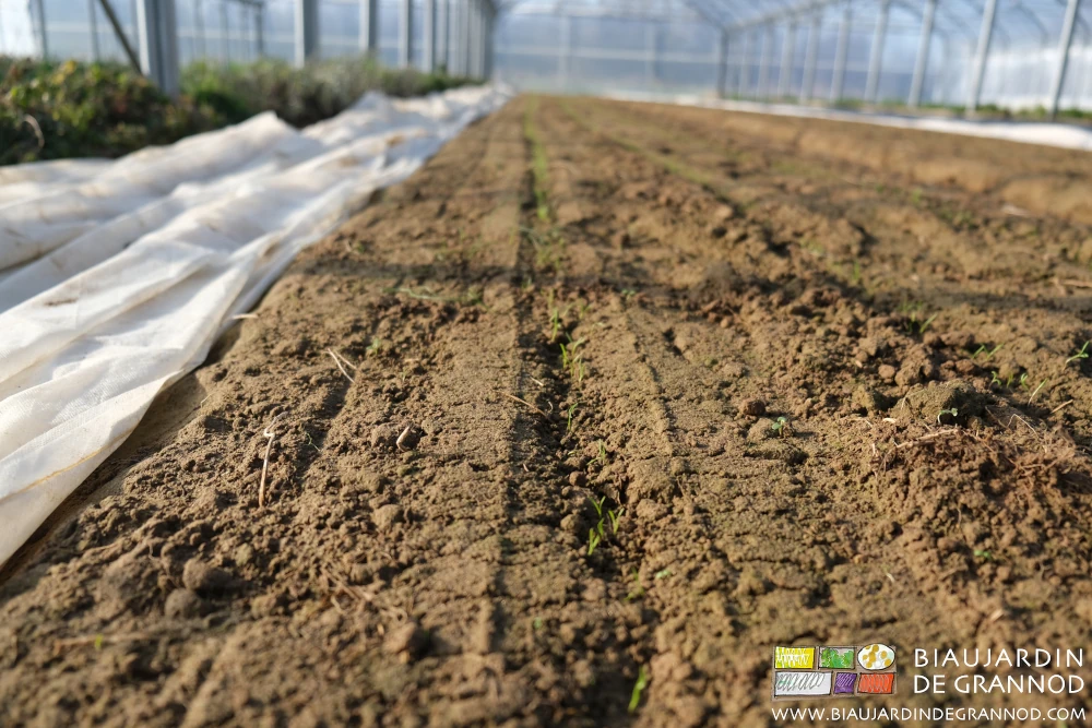 Photo de la planche de carotte, le voile de protection est poussé pour le binage