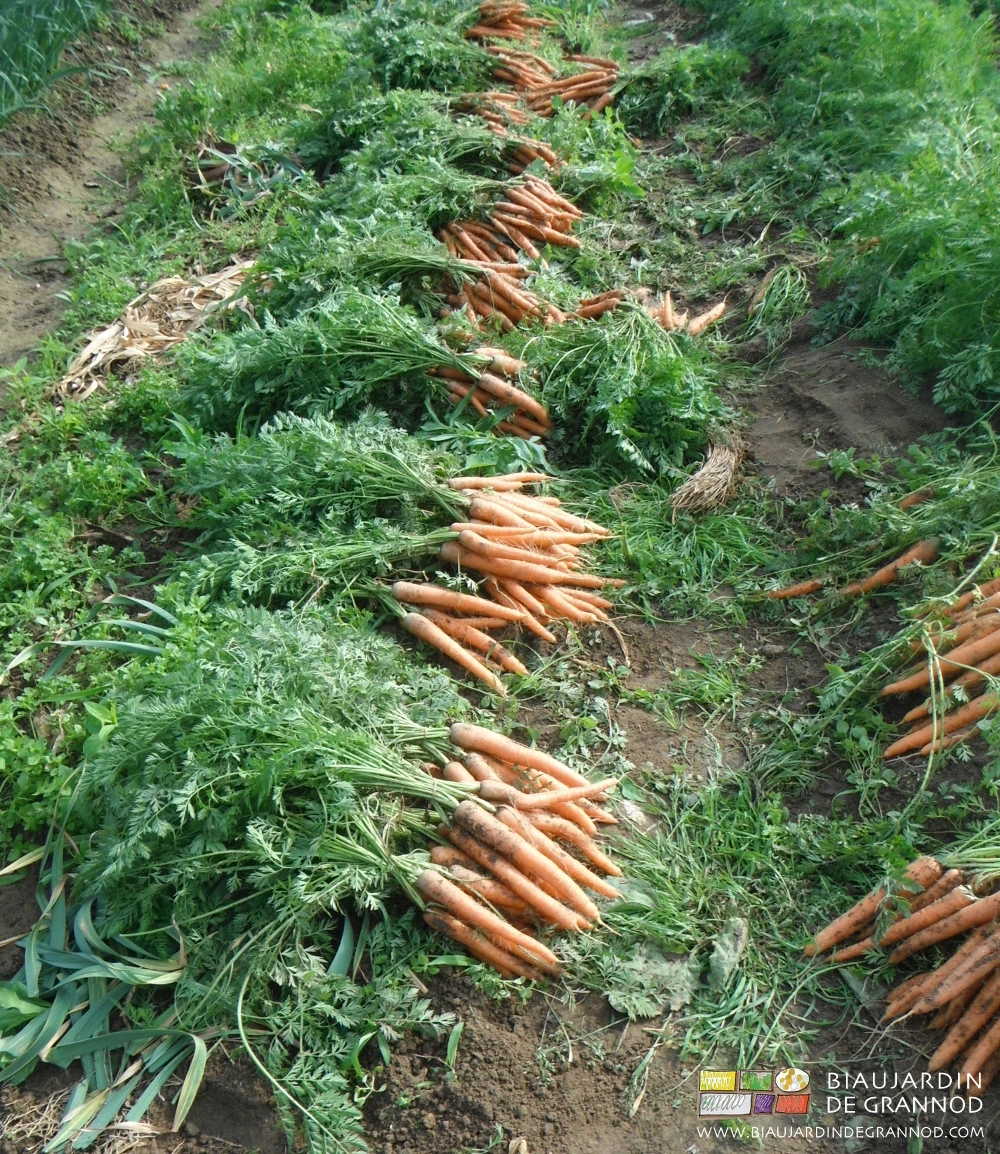 photo de tas égaux de bottes de carotte avant mise en caisse