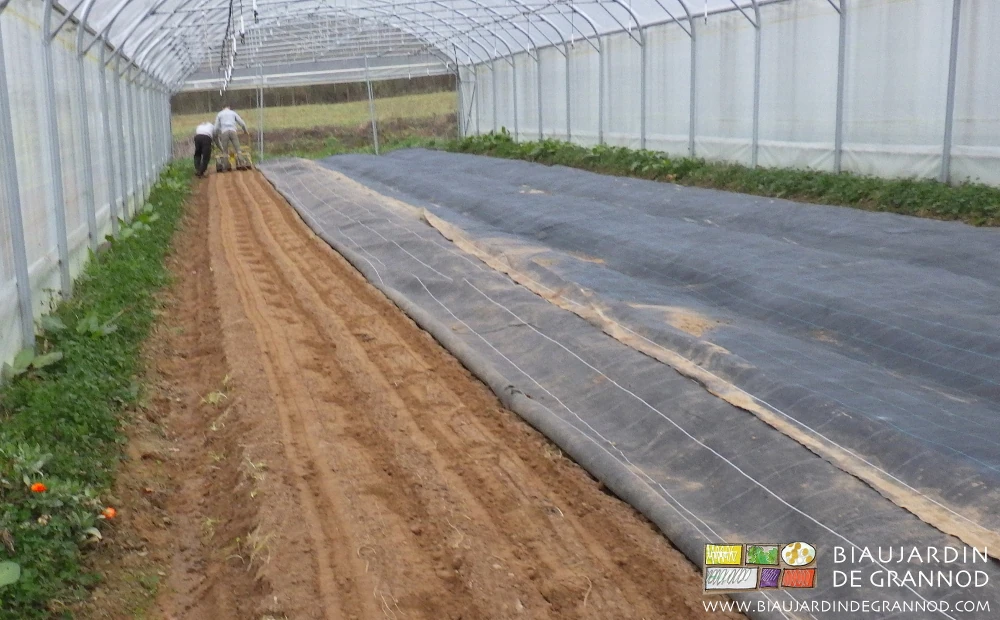 Photo de la planche, du semis en cours et de l’occultation pour les bottes de carotte sous tunnel