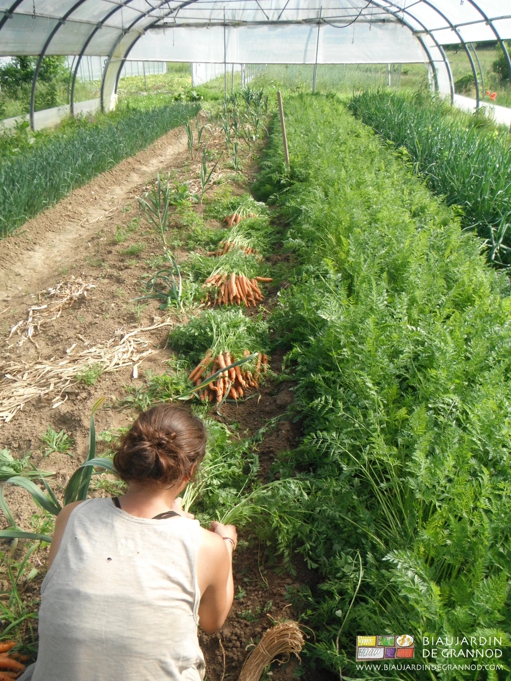photo de bottelage en cours de carotte soulevée à la bêche sous tunnel