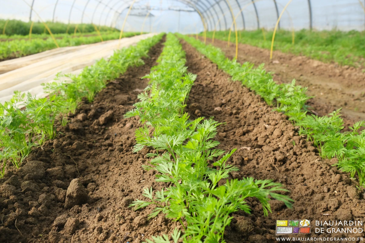 vue proche des rangs de carotte fraîchement binés, en croissance sous tunnel