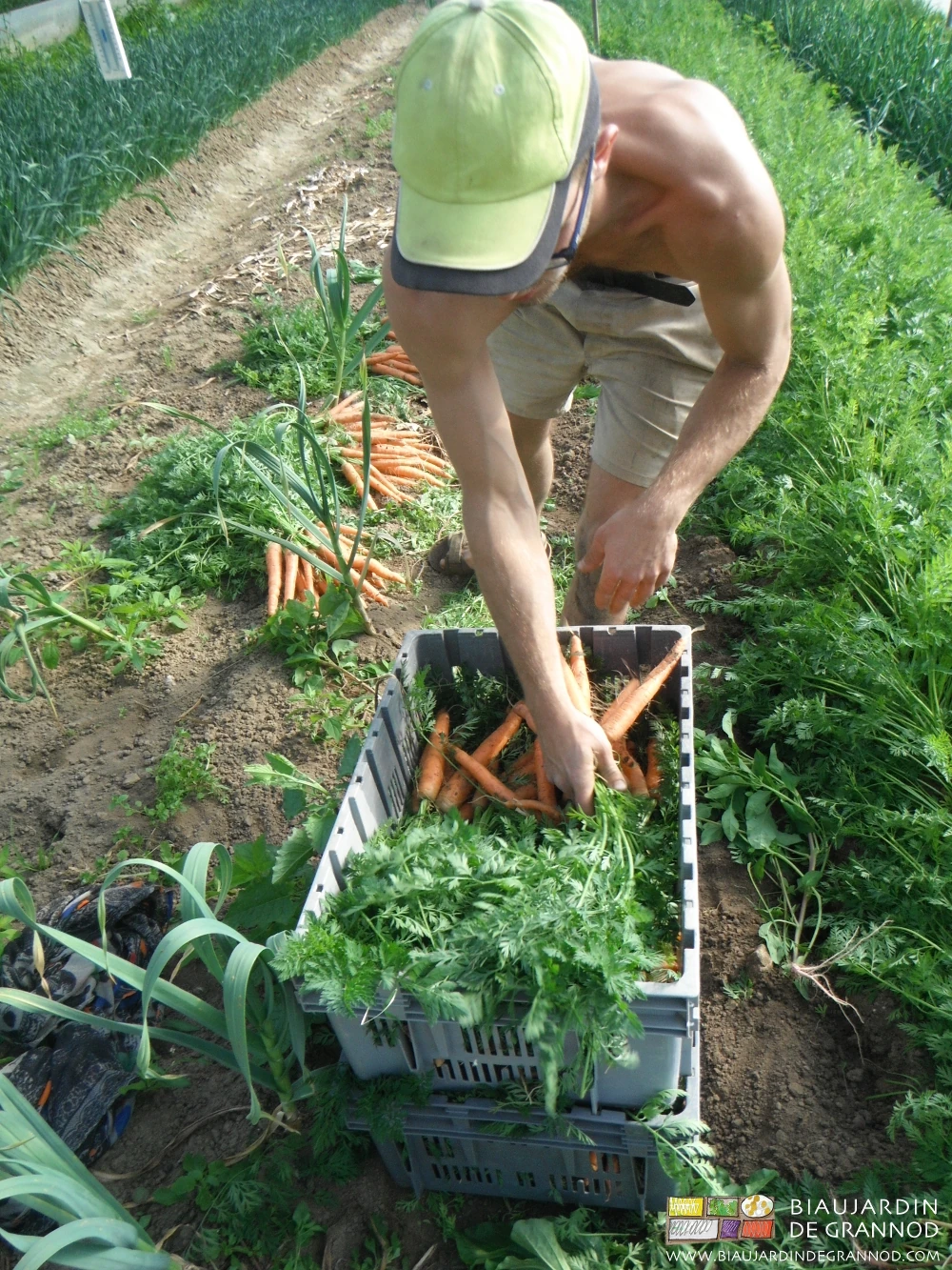 photo de Matthieu remplissant les caisses de carotte botte