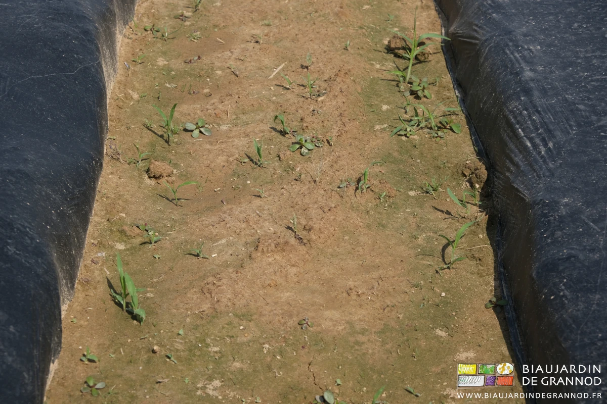 photo de panic, pourpier, etc en développement dans une allée entre deux planches filmées