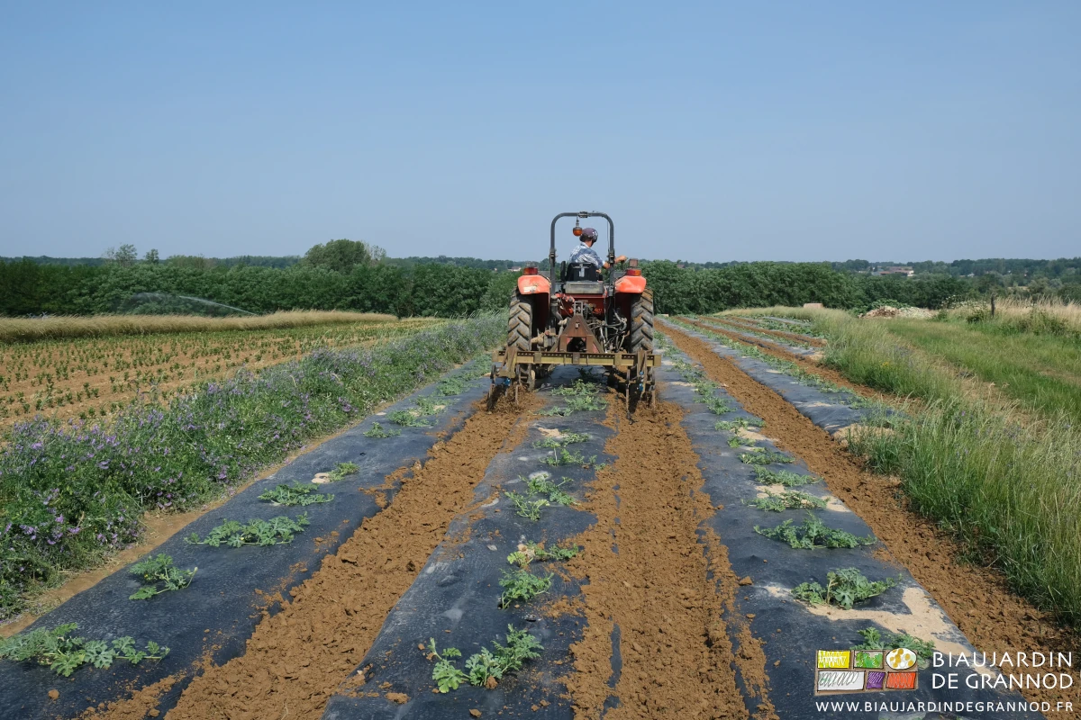 photo de Matthieu au tracteur qui bine les allées avec la barre porte outil