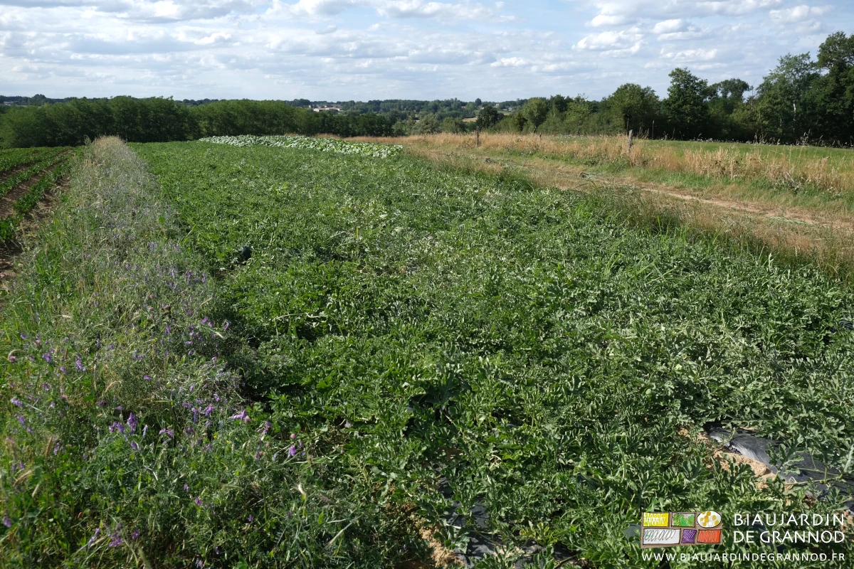 photo du carré de pastèque entièrement recouvert de leur végétation