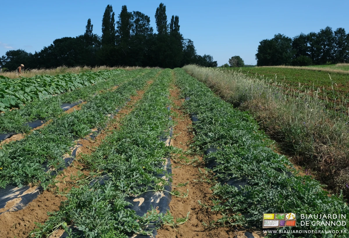 photo des pastèques longées par une bande fleurie de vesce et céréale