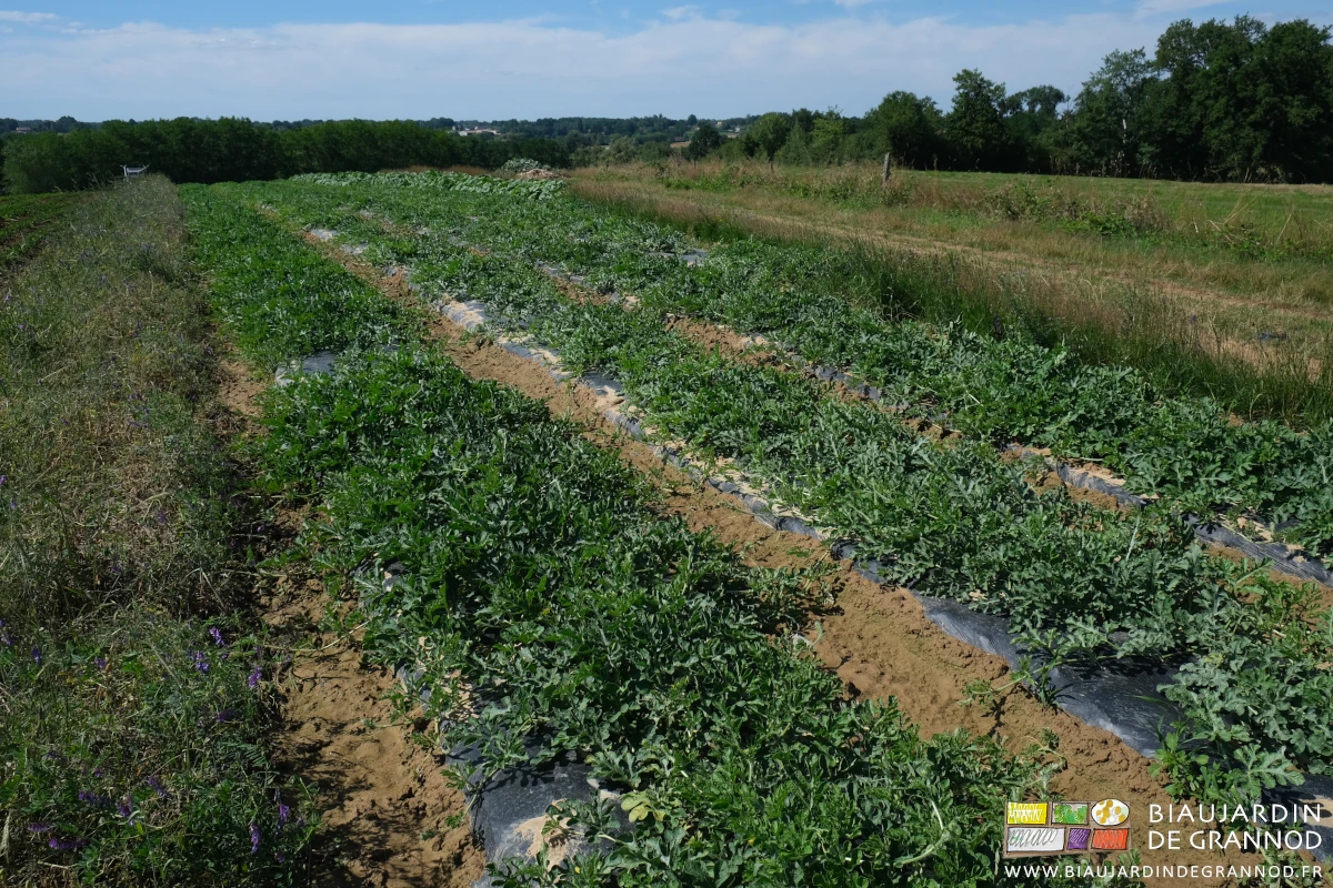 photo des tiges envahissant les allées binées