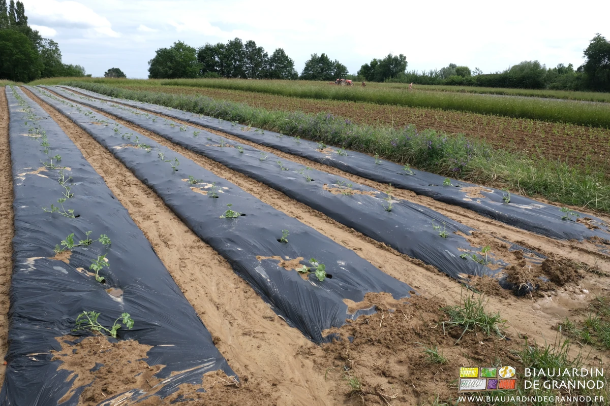 photo des planches filmées de pastèque récemment repiquées