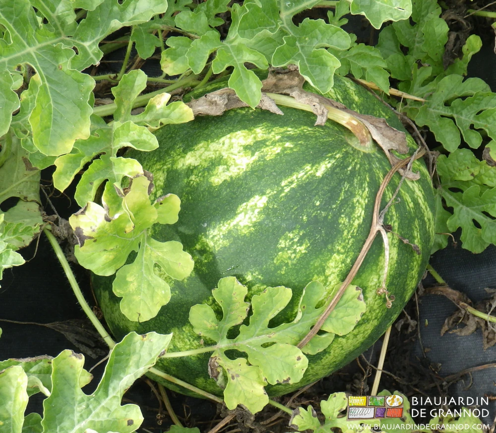 photo de pastèque à peau verte et blanche avec le pédoncule marquant sa maturité