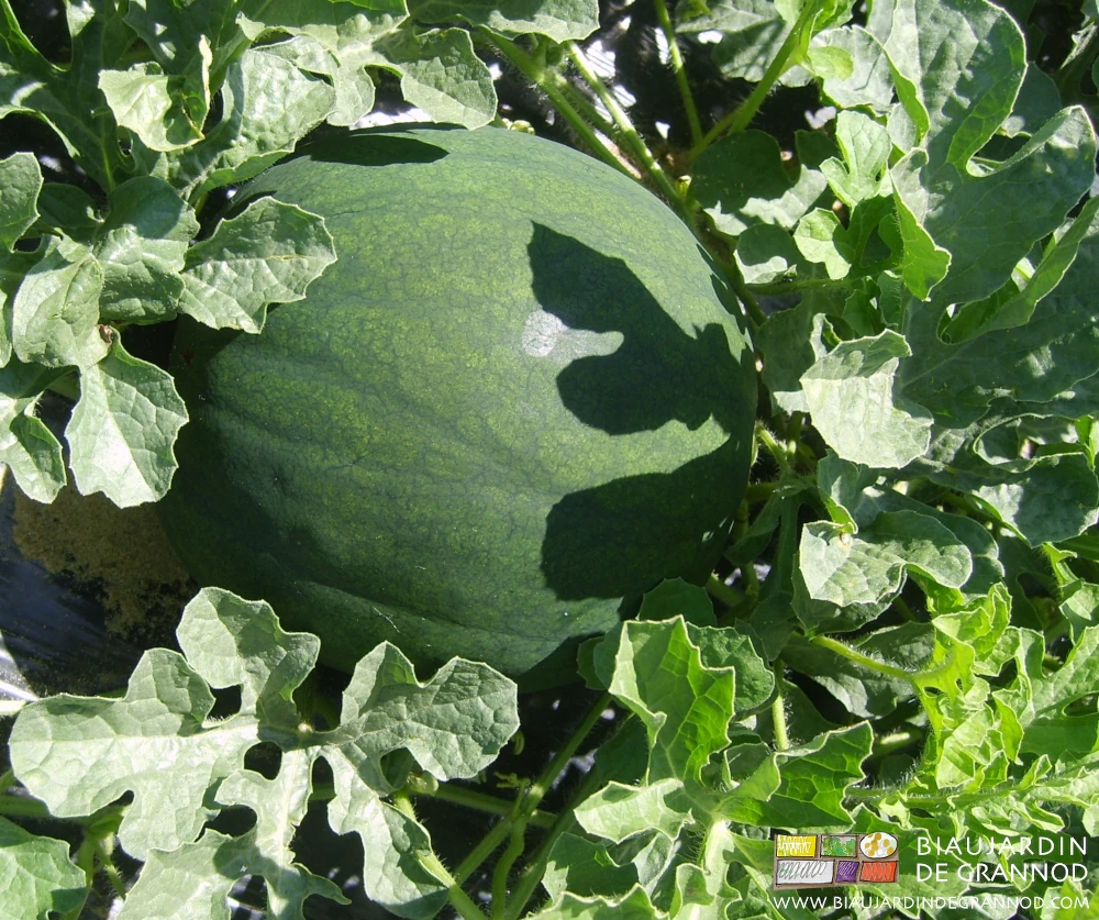 photo de pastèque à peau verte et déjà grosse