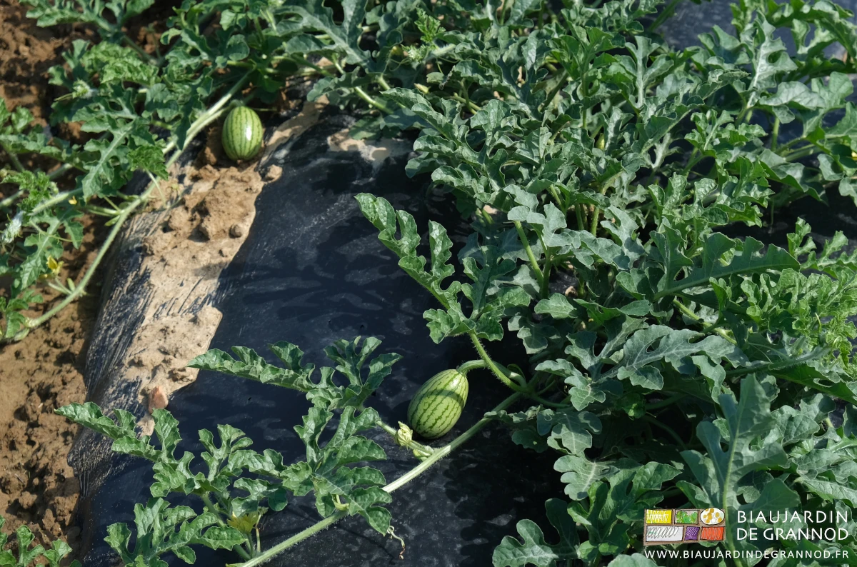 photo de fruits formés en développement, format orange pamplemousse