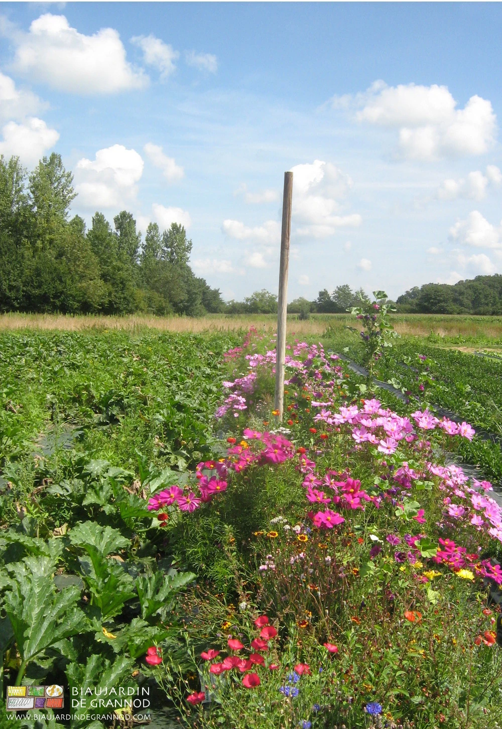 photo de belle floraison longeant le carré de courgette