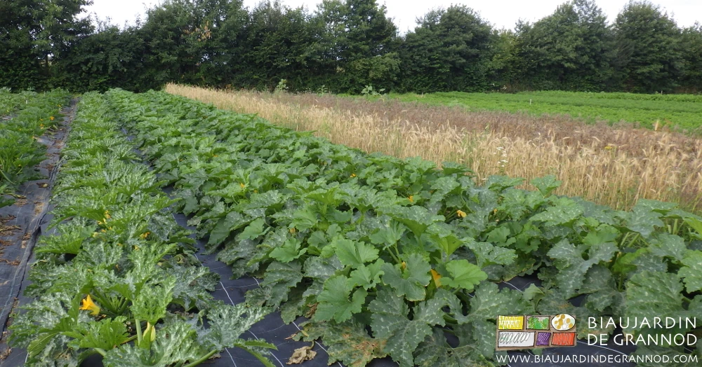 Photo du carré de courgette avec bande fleurie en céréale pour mieux lutter contre puceron